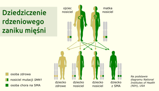 Genetyka I Dziedziczenie Fundacja SMA